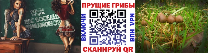 Галлюциногенные грибы Cubensis Фокино